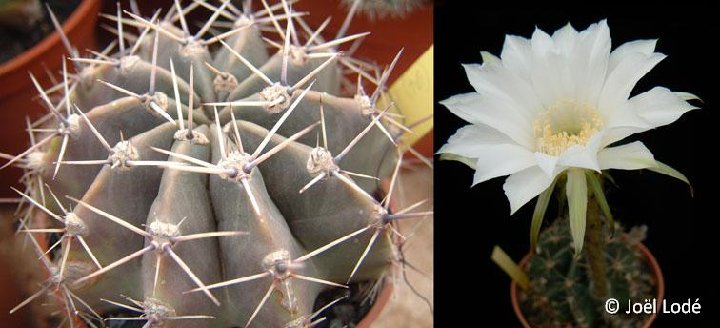 Echinopsis tubiflora ex turbinata JLcoll.1464